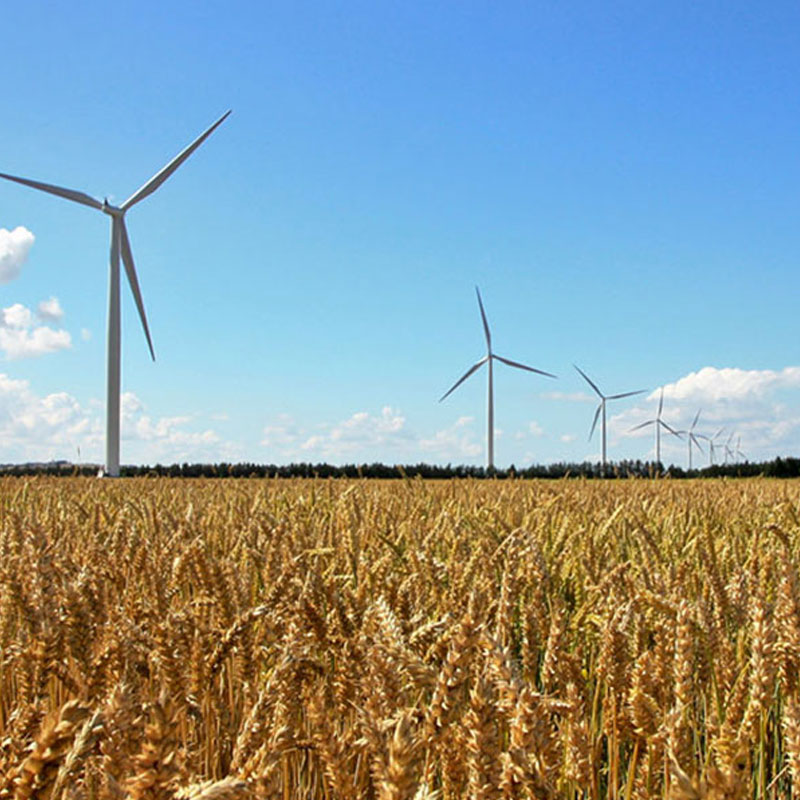 wheat fields and wind turbines