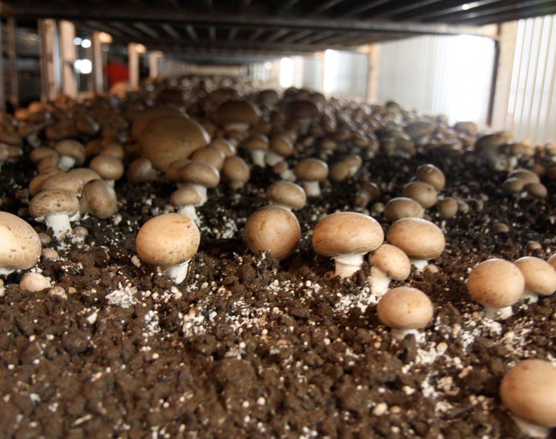 click here to open Kitchen Pride Mushroom Farms Inc. is a Rapidly Expanding Homegrown Business