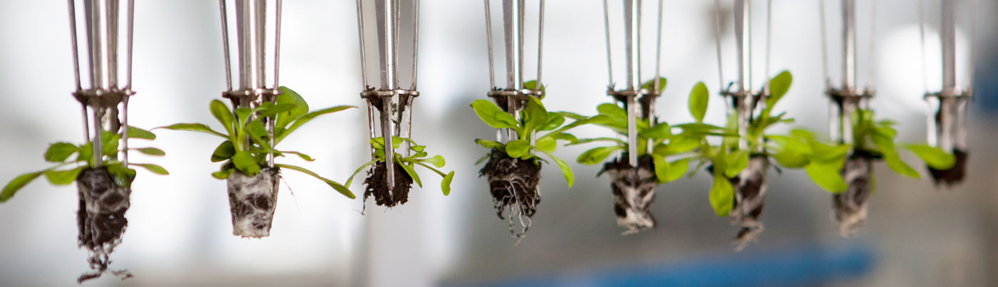 High-Tech Agribusiness Investment Opportunities in the Caribbean