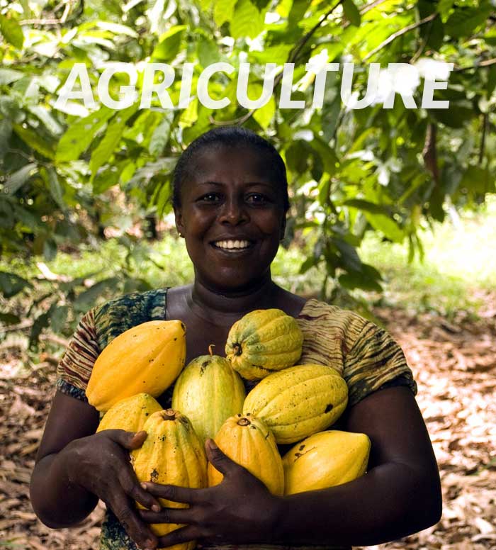 woman holding cocoa bean harvest