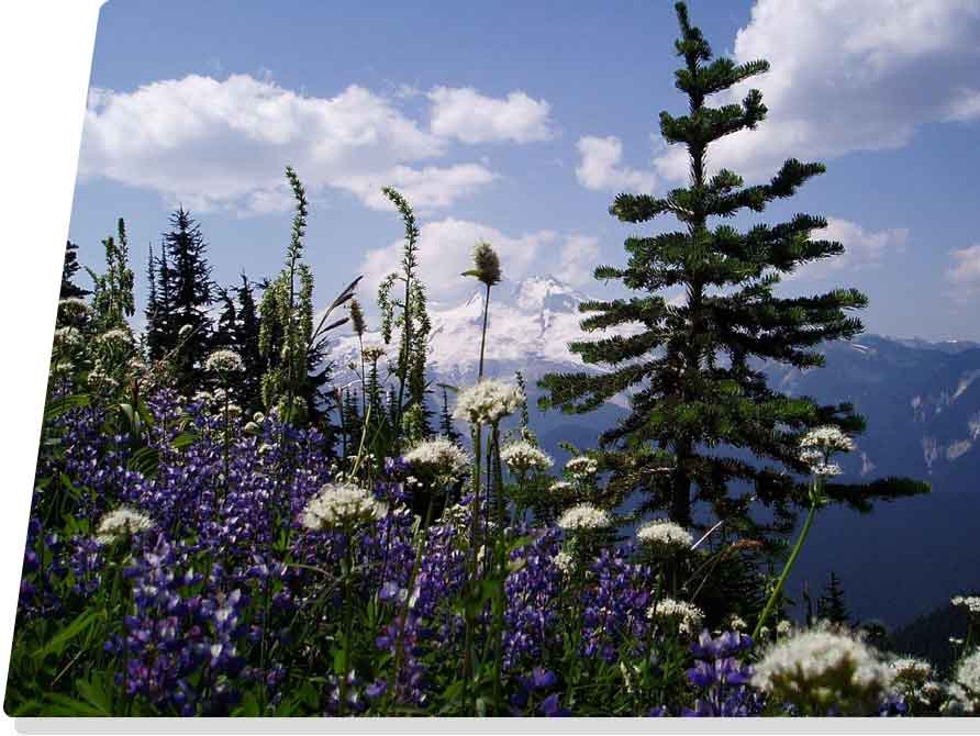 purple and white flowers growing in the mountains