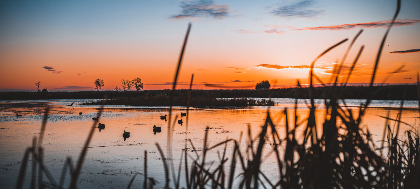 Ducks at a Wetland at dusk