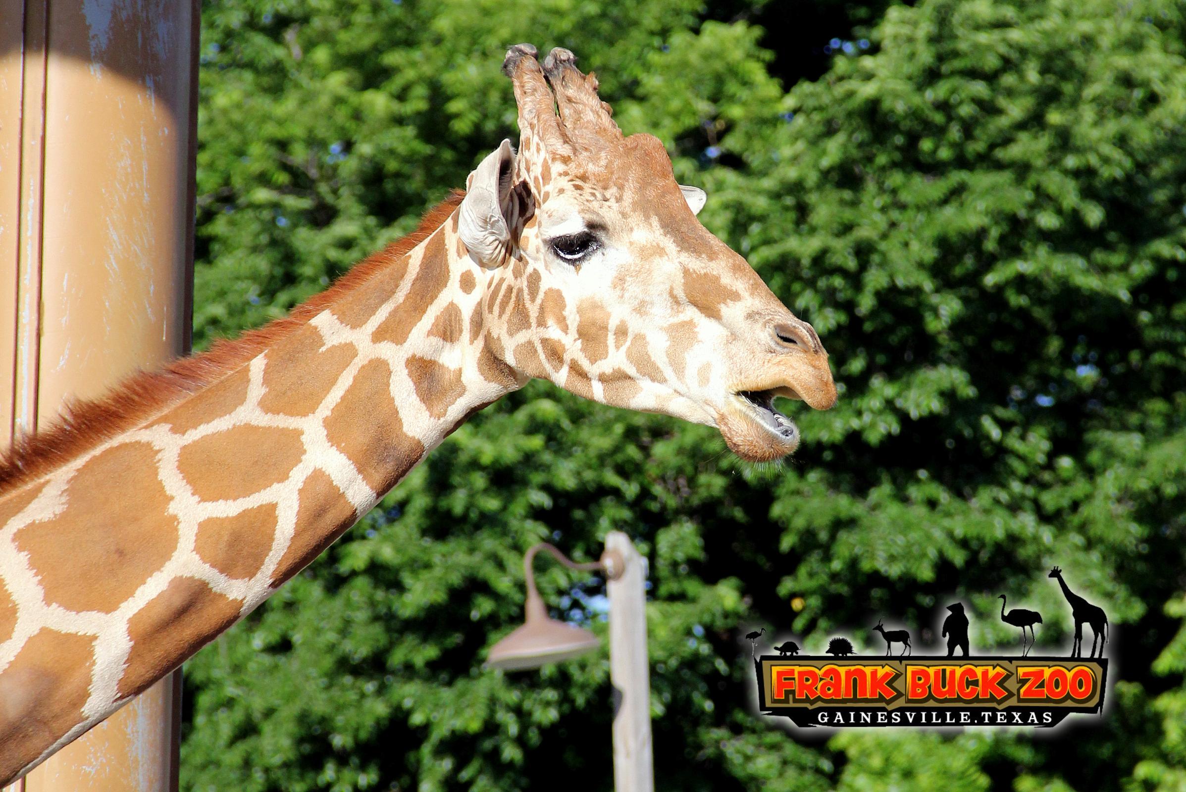 Giraffe at the Frank Buck Zoo