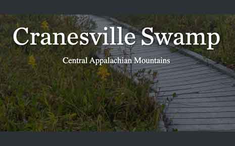 Cranesville Swamp Photo