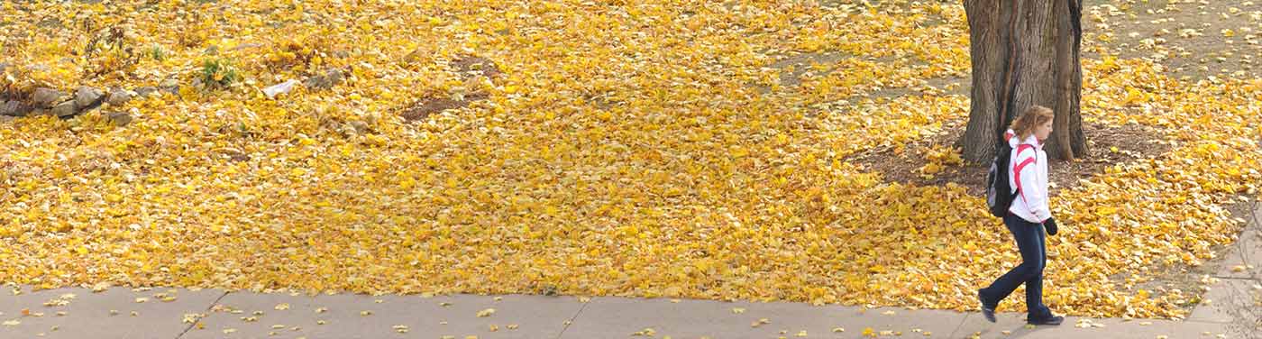 student walking on sidewalk, yellow leaves on ground