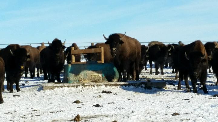 Cancrete Waterer for Bison in Extremely Cold Temperatures