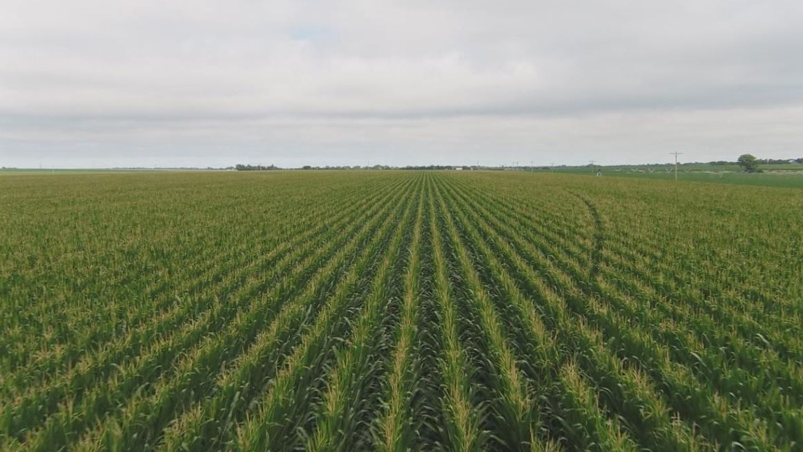 Nebraska's Third District ranks first for agriculture Main Photo