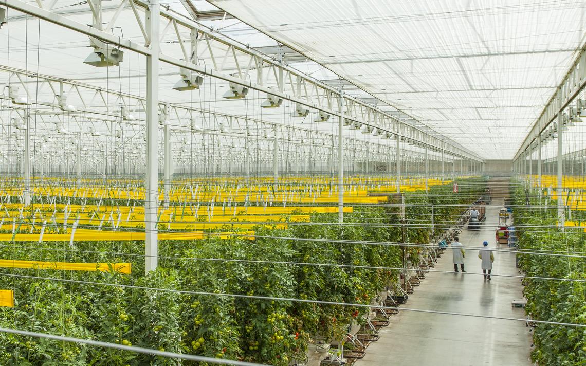 Greenhouse project captures steam, carbon dioxide Photo