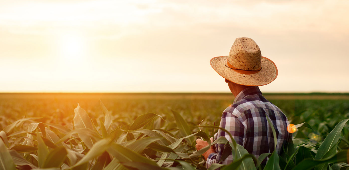 Farmer standing in a corn field