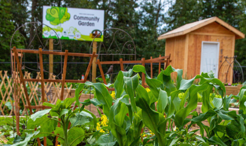 Community Garden Phase 3 - Rent a Garden Box! Photo