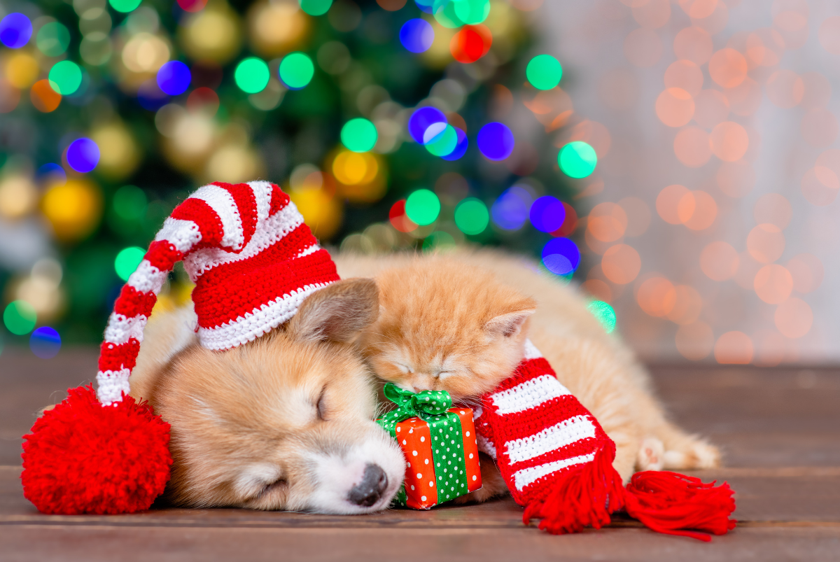 Santa’s Gift List for Fur Babies Photo